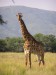 žirafa zambijská