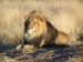 lev jihoafrický